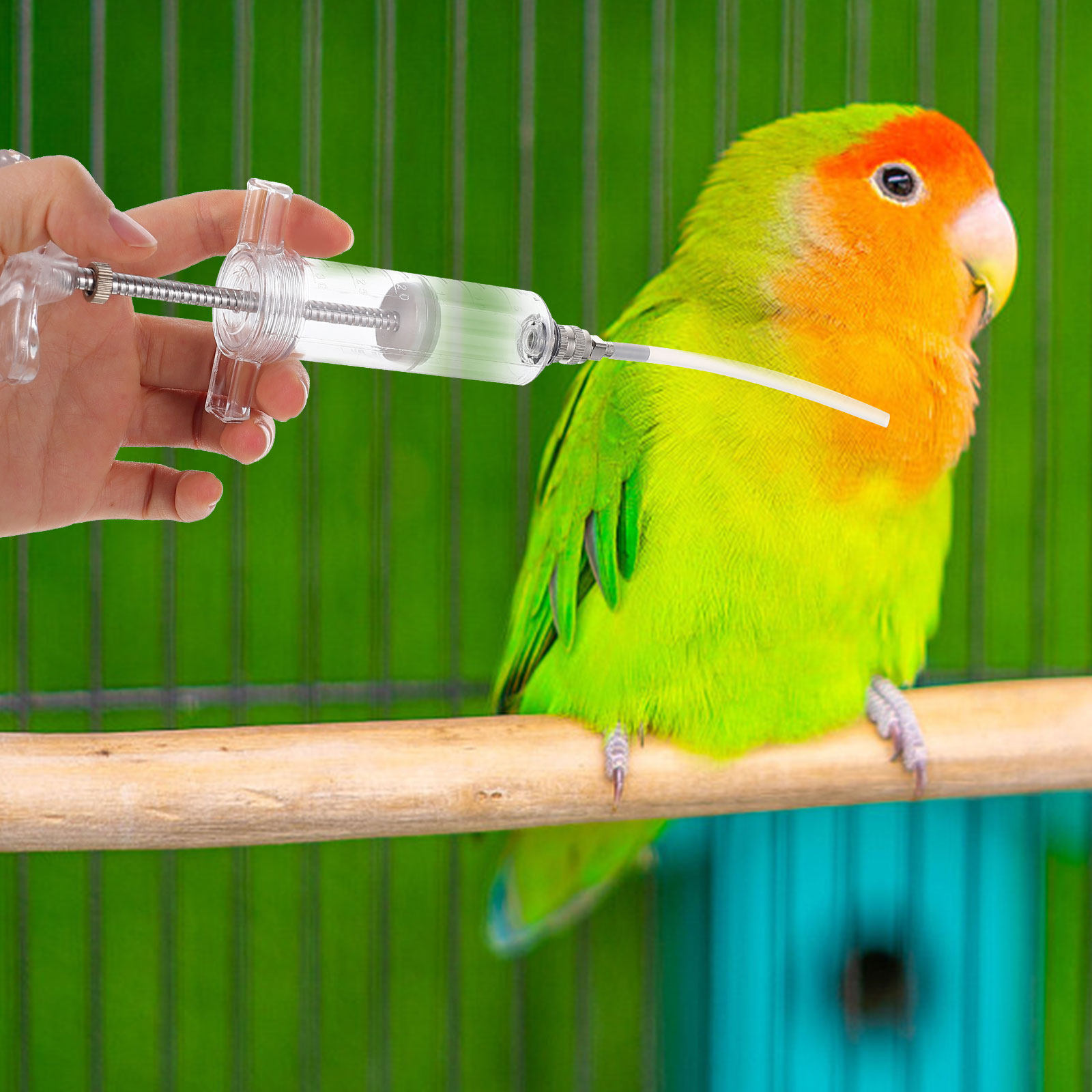 1Set Baby Bird Feeding Budgie  - đánh giá và giá Baby Food Youtube