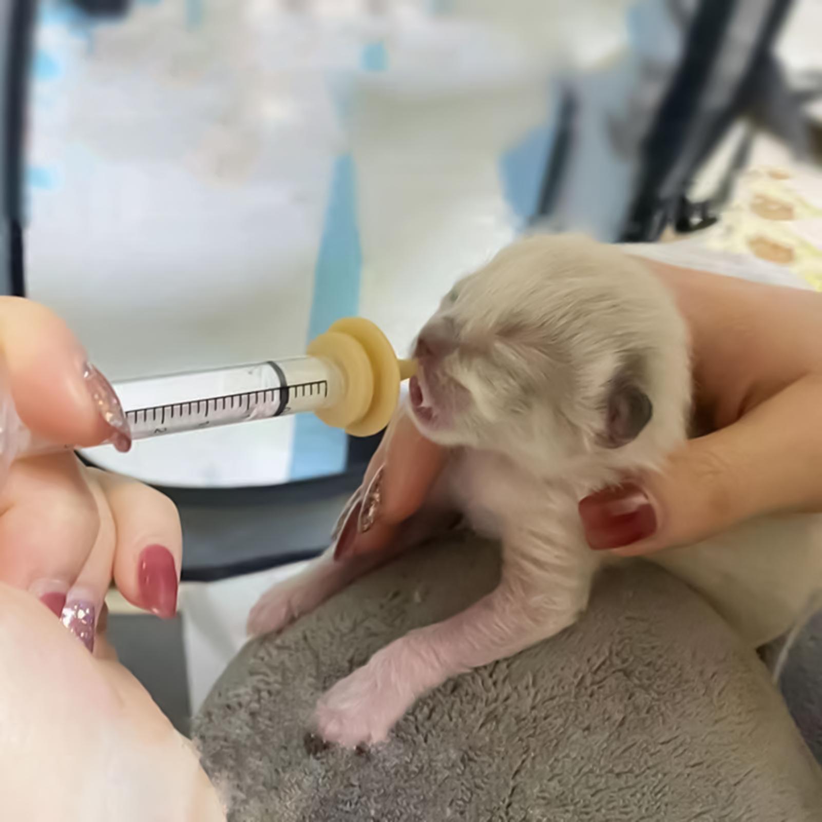 Baby Bird Feeding Syringe Reus - đánh giá và giá Baby Food Youtube